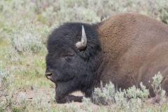 American Bison, Bison bison