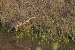 American Bittern, Botaurus lentiginosus