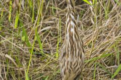 American Bittern, Botaurus lentiginosus