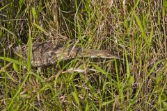 American Bittern, Botaurus lentiginosus