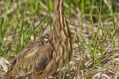 American Bittern, Botaurus lentiginosus