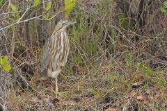 American Bittern, Botaurus lentiginosus