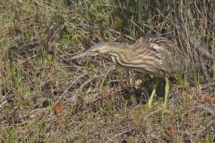 American Bittern, Botaurus lentiginosus