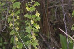 American Black Currant, Ribes americana