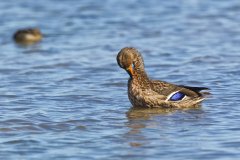 American Black Duck, Anas rubripes