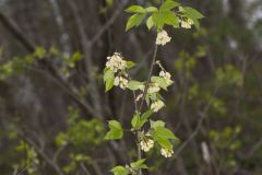 American Bladdernut, Staphylea trifolia