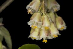 American Bladdernut, Staphylea trifolia