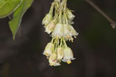 American Bladdernut, Staphylea trifolia