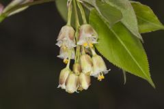 American Bladdernut, Staphylea trifolia