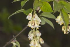 American Bladdernut, Staphylea trifolia