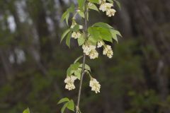 American Bladdernut, Staphylea trifolia