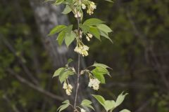 American Bladdernut, Staphylea trifolia