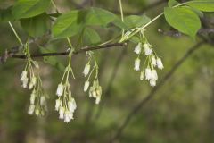 American Bladdernut, Staphylea trifolia