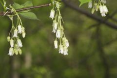 American Bladdernut, Staphylea trifolia