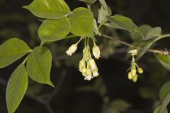 American Bladdernut, Staphylea trifolia