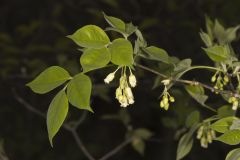 American Bladdernut, Staphylea trifolia