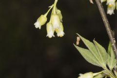 American Bladdernut, Staphylea trifolia