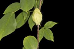 American Bladdernut, Staphylea trifolia