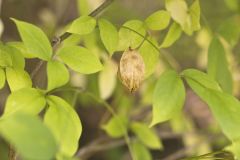 American Bladdernut, Staphylea trifolia