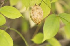 American Bladdernut, Staphylea trifolia