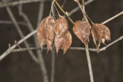 American Bladdernut, Staphylea trifolia