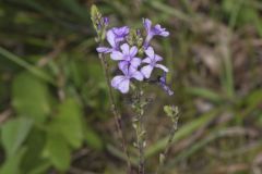 American Bluehearts, Buchnera americana