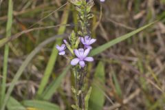 American Bluehearts, Buchnera americana