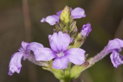 American Bluehearts, Buchnera americana