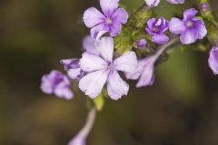 American Bluehearts, Buchnera americana