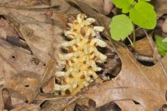 American Cancer-root, Conopholis americana