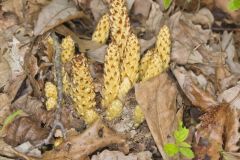 American Cancer-root, Conopholis americana