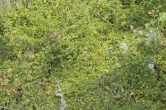 American Climbing Fern, Lygodium palmatum
