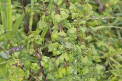 American Climbing Fern, Lygodium palmatum