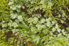 American Climbing Fern, Lygodium palmatum