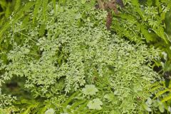 American Climbing Fern, Lygodium palmatum