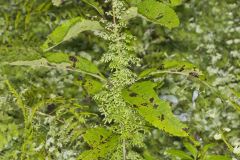 American Climbing Fern, Lygodium palmatum