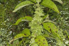 American Climbing Fern, Lygodium palmatum