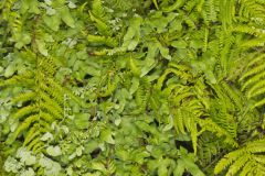 American Climbing Fern, Lygodium palmatum