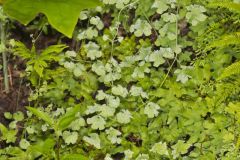 American Climbing Fern, Lygodium palmatum