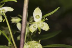 American Columbo, Frasera caroliniensis