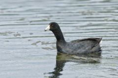 American Coot, Fulica americana