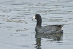 American Coot, Fulica americana