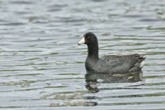 American Coot, Fulica americana