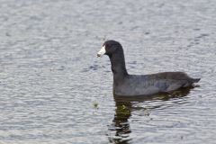 American Coot, Fulica americana