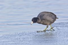 American Coot, Fulica americana