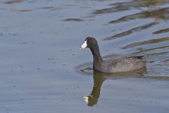 American Coot, Fulica americana