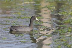 American Coot, Fulica americana