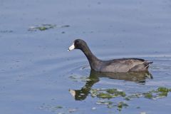 American Coot, Fulica americana