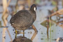 American Coot, Fulica americana