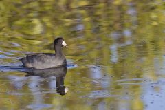 American Coot, Fulica americana